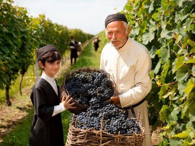 Какабеті, збір врожаю